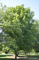 Acer rubrum 'Fairview Flame' — photo 3